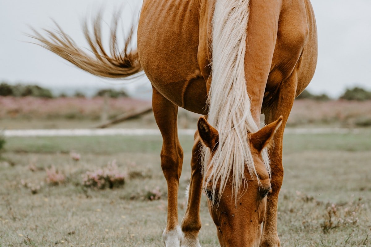 Pourquoi la communication télépathique avec les chevaux a changé ma vie
