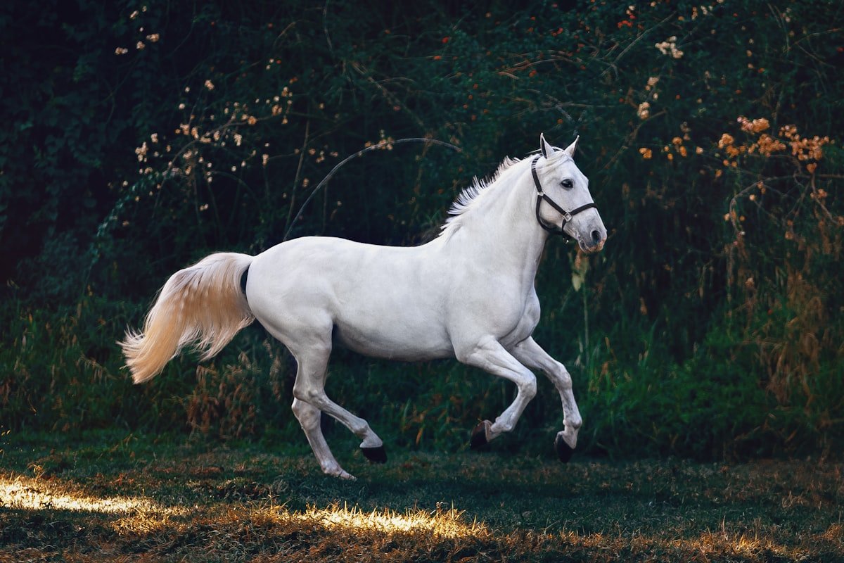Ce que ton cheval essaie de te dire quand il refuse
