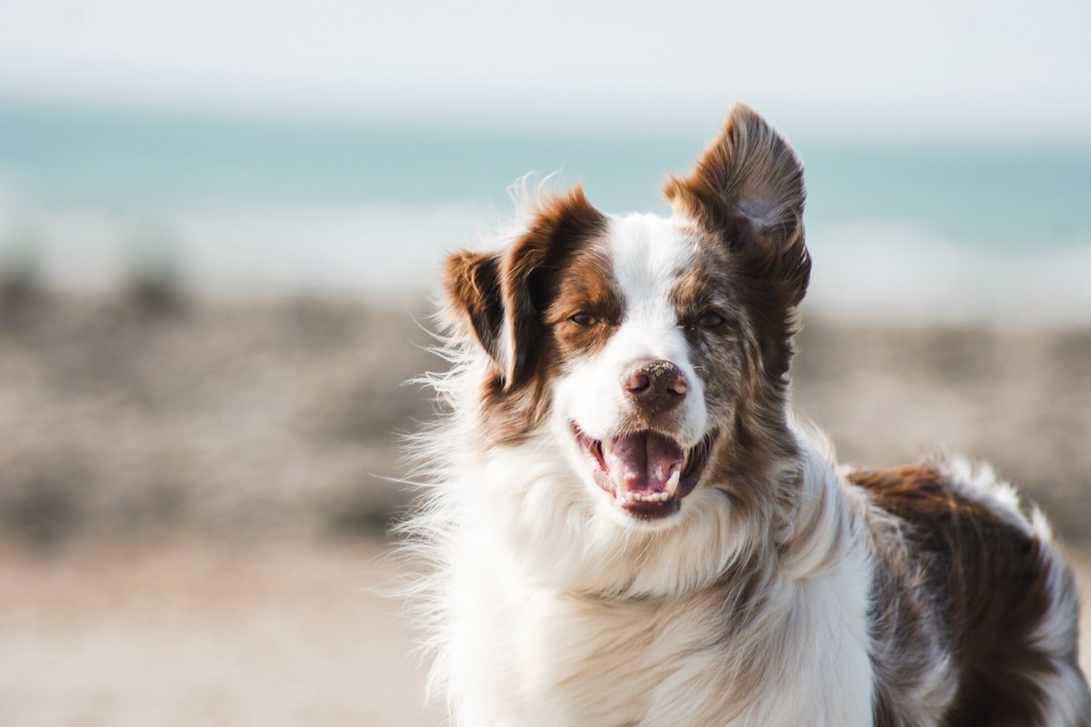 Les 3 vraies raisons pour lesquelles tu n&rsquo;arrives pas à communiquer avec ton animal 🤷🏻‍♀️