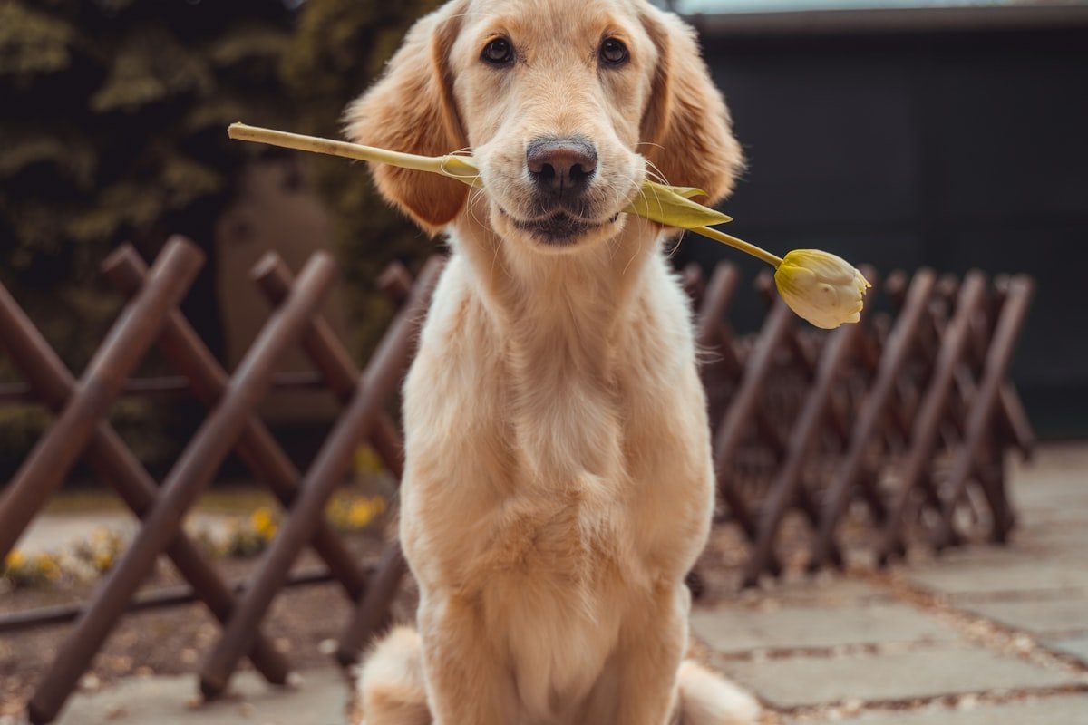 🕊️ Quand les rencontres les plus profondes sont avec les animaux…